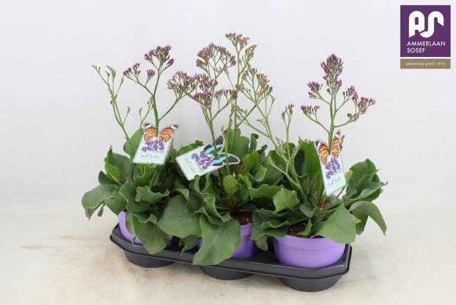 <h4>LIMO SALT LAKE</h4>