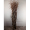 SALIX TORTUOSA