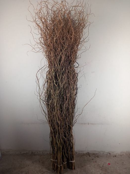 <h4>SALIX TORTUOSA</h4>
