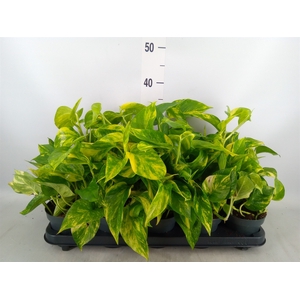 Epipremnum pinn. 'Hicolor'