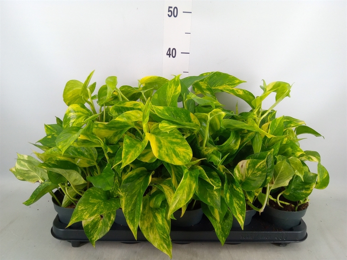 <h4>Epipremnum pinn. 'Hicolor'</h4>