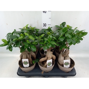 Ficus microcarpa 'Ginseng'