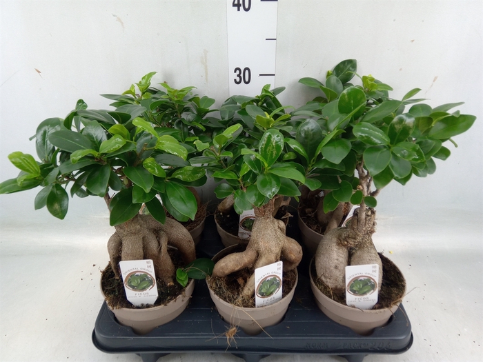 <h4>Ficus microcarpa 'Ginseng'</h4>