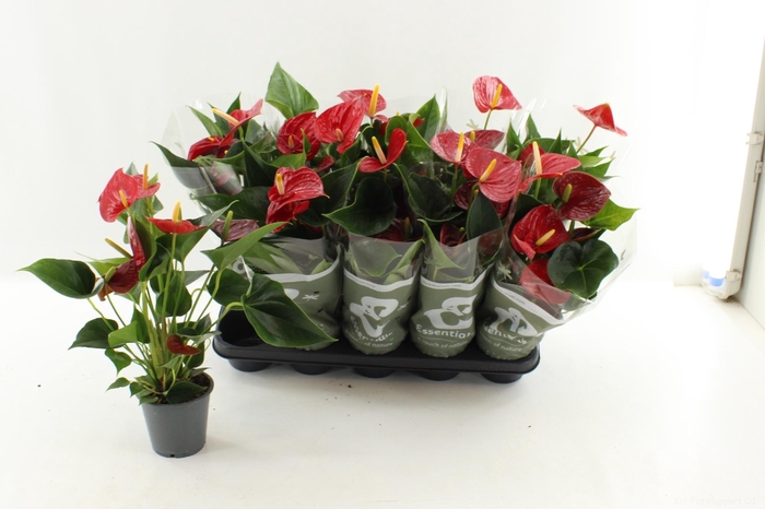 <h4>ANTHU AN SUCCESS RED</h4>