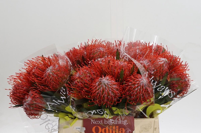 <h4>Nutans Tango</h4>