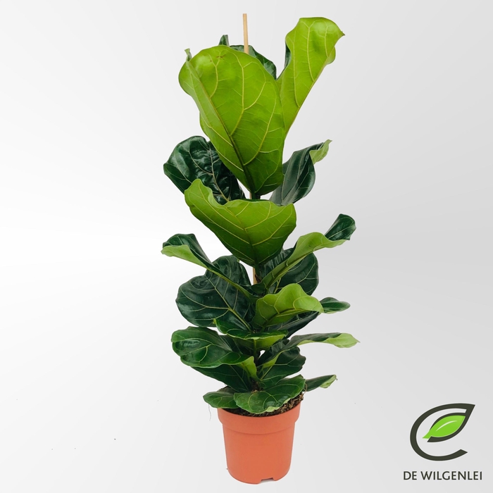 <h4>Ficus lyrata</h4>