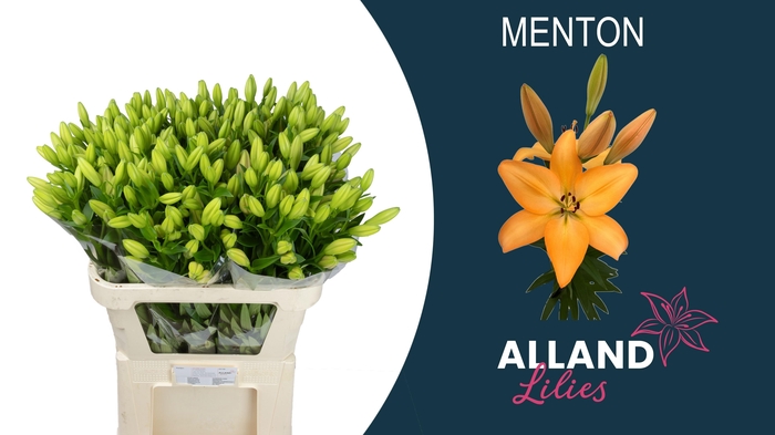 <h4>LI LA MENTON</h4>