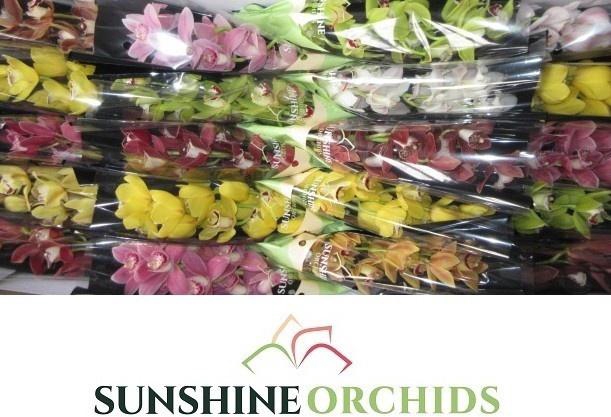 <h4>CYMB MI GEM</h4>