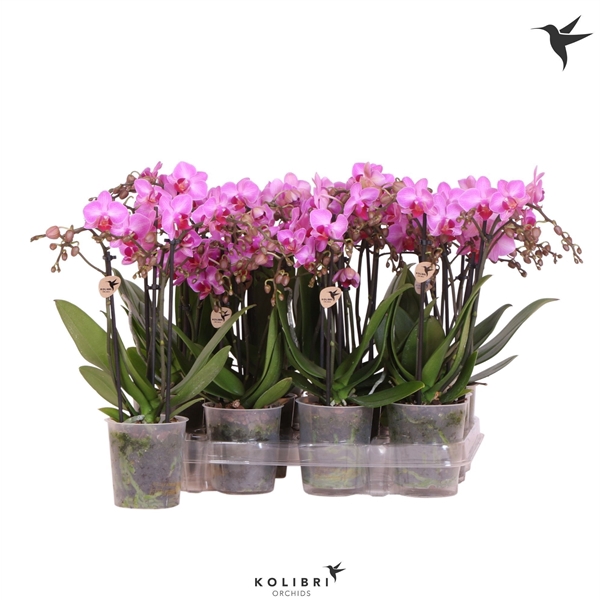 <h4>Kolibri Orchids Phalaenopsis Violet 3 spike no etiket</h4>