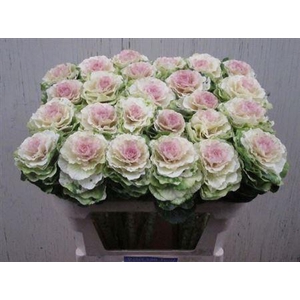 Brass Ov Round White