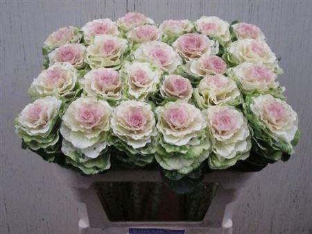 <h4>Brass Ov Round White</h4>