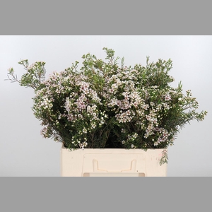 Chame Un Jupite Moon