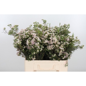 Chame Un Jupite Moon