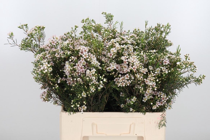 <h4>Chame Un Jupite Moon</h4>