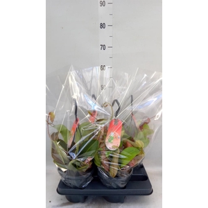 Nepenthes    ...