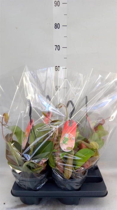 <h4>Nepenthes ...</h4>