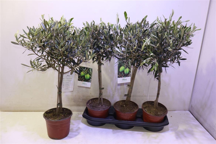 <h4>arr8 Olea Europaea</h4>