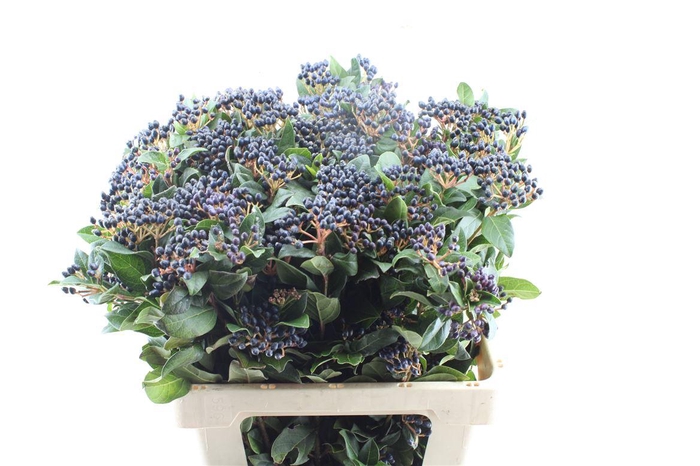 <h4>Viburnum Staalbes</h4>