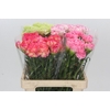 Dianthus St Mix