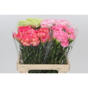 Dianthus St Mix