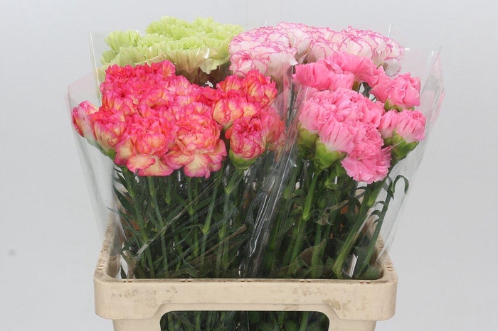 <h4>Dianthus St Mix</h4>