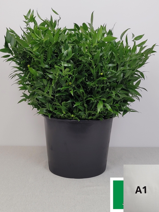 <h4>RUSCUS KORT PB</h4>