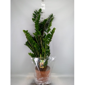 Zamioculcas zamiifolia