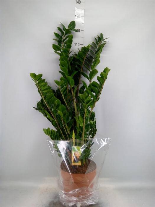<h4>Zamioculcas zamiifolia</h4>