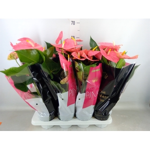 Anthurium andr. 'Colorado'