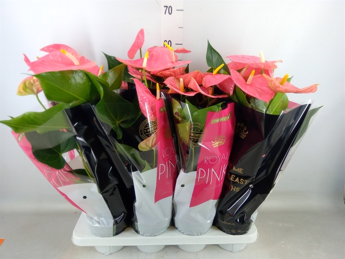 <h4>Anthurium andr. 'Colorado'</h4>
