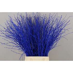 Betula Bs Blue Fst