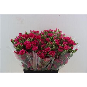 DI TR PICASSO HOT PINK