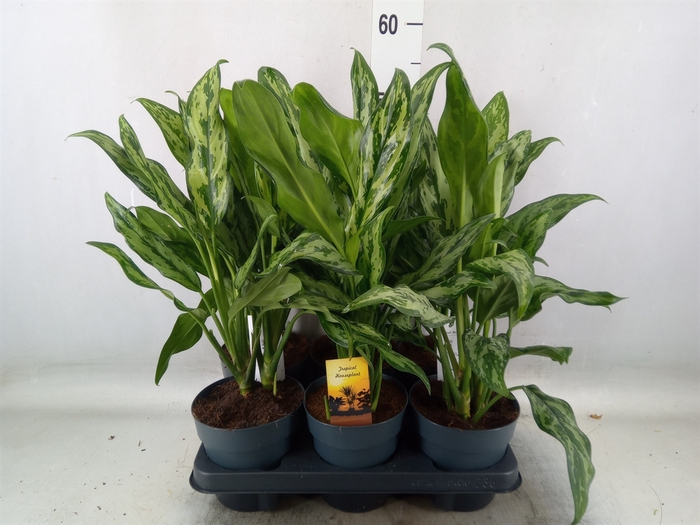 <h4>Aglaonema   ...mix</h4>