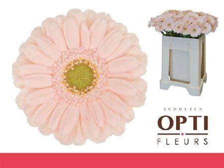 <h4>Ge Mi Alix-noor</h4>