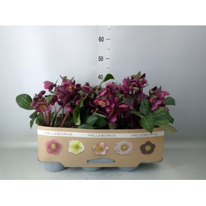 Helleborus  'Fkiss Charmer'