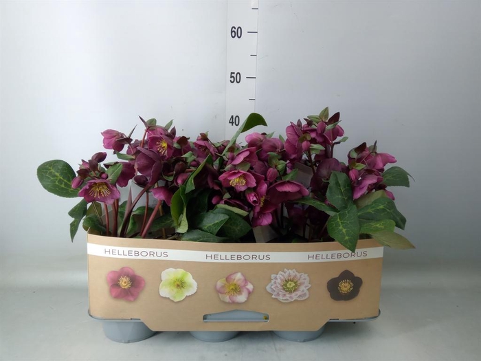 <h4>Helleborus  'Fkiss Charmer'</h4>