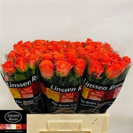 <h4>R Gr Orangette</h4>