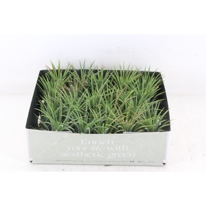 arr3 CP - Till. - Ionantha groen x20