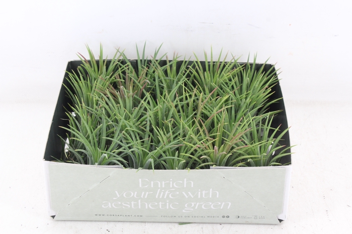 <h4>arr3 CP - Till. - Ionantha groen x20</h4>