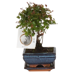 Bonsai 'Sageretia' in ø12cm Ceramic Ball Shape with Saucer