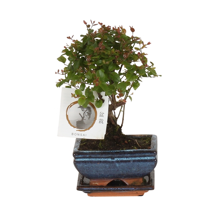 <h4>Bonsai 'Sageretia' in ø12cm Ceramic Ball Shape with Saucer</h4>