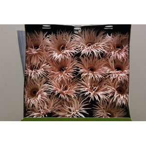 Gerb D Spider Cream Spring
