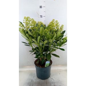 Skimmia jap. 'Finchy'