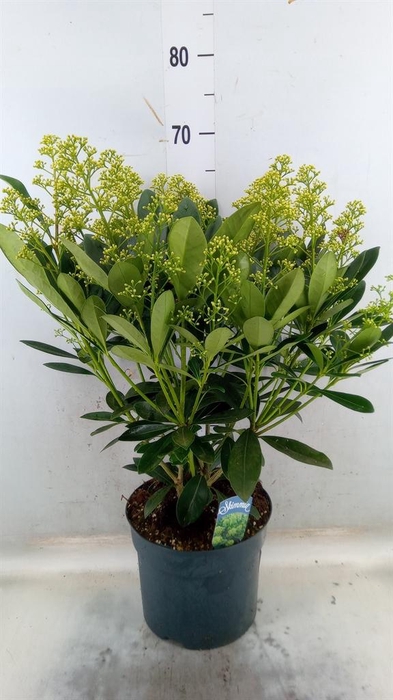 <h4>Skimmia jap. 'Finchy'</h4>