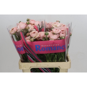 Ranunculus Romance Seine