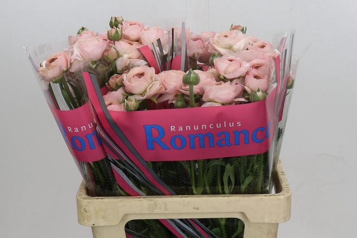 Ranunculus Romance Seine
