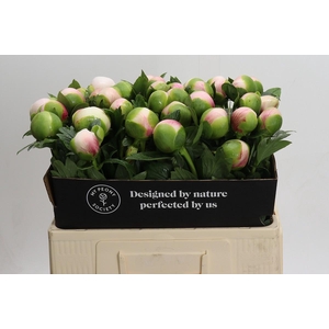 Paeonia Colonel Owen Cousins