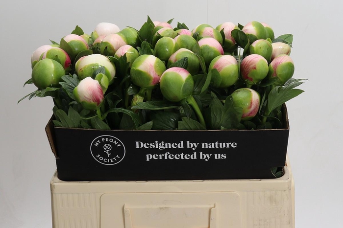 <h4>Paeonia Colonel Owen Cousins</h4>
