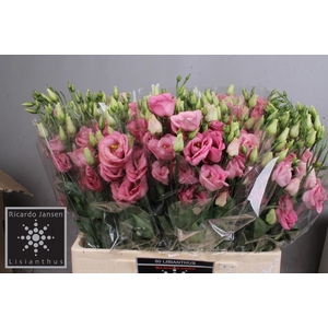 EUS G ROSI ROSE PINK