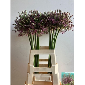 Allium Spider